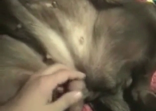 Tight anal is a nice hole for an animal