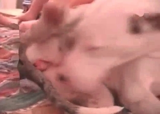 Pup screws a happy whore