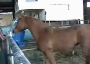 Guy is teasing his horny pony