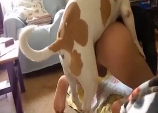 Hot spotted beagle drills a real male