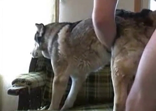 Poor doggy is cheered up by a ionate handjob