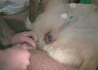 Awesome zoophilic hussy is raped by pooch