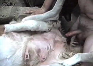 White animal likes hardcore sex