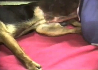 Jerking and sucking a small doggy boner