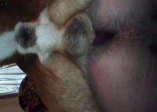 Juicy doggy dick in a tight anus of a male