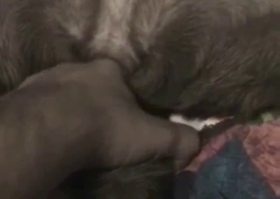 Just stimulating tight anus of a doggy