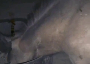Brown horse got drilled in doggy style