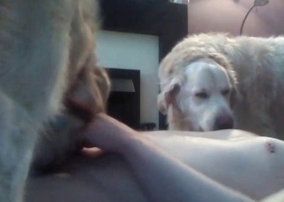 Three dogs in hardcore bestiality porn