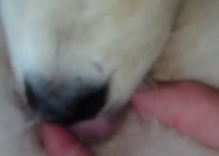 Dog and cute puppy in dog animality XXX