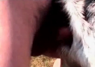 Anal sex in the perfect zoophilia XXX action