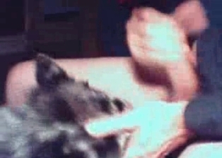 Awesome bestiality blowjob