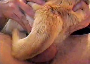 Penetrating home pet with love